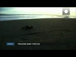 Tracking baby turtles