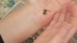 La grenouille 
