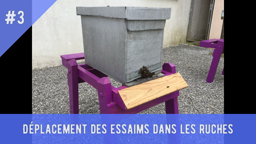 #3 Déplacement des essaims dans les ruches