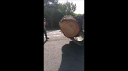Histoire d'un arbre