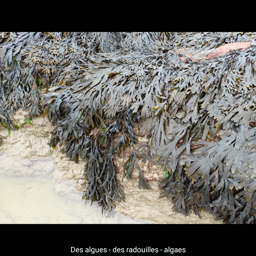 Imagier de la mer trilingue - Français Gallo anglais - Laillé 35 - Cycle 2
