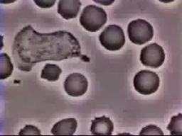 La phagocytose