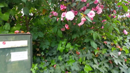plante à fleurs fécondation 3 camélia