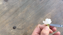 Comment faire une dissection florale à la maison