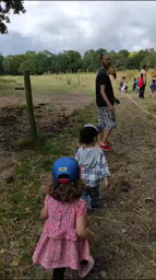 les chevaux
