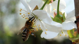 La transformation des fleurs en fruits, la pollinisation