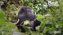 Le gorille de Grauer