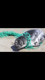 Save the sea - association 3C