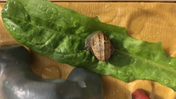 film escargot