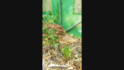 le potager d'Antoine