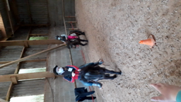 Equitation 
