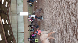 Jeu séance équitation