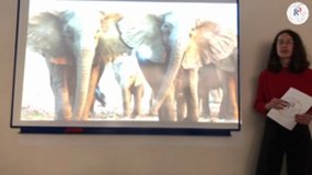 CR22- Les éléphants avec ou sans défenses ? 