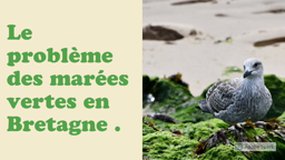 Concours Citoyen et Reporter Collège Kerfontaine - 2021 : Marées vertes en Bretagne