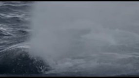 Collecte sea Shepherd