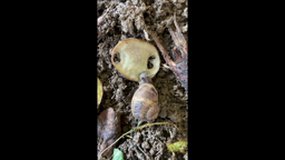 Nos escargots mangent de la pomme de terre