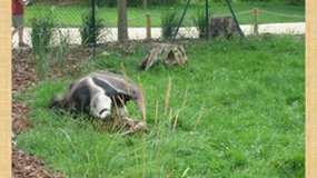 Visite au zoo de la Bourbansais