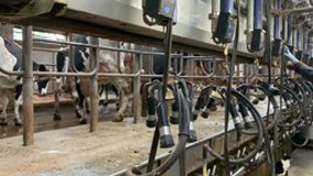 vaches traites