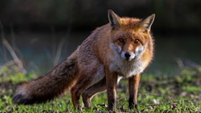 renard et mulot