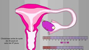 Reproduction humaine : cycle ovarien et utérin