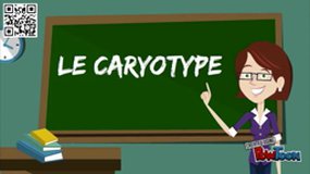 Le caryotype : révision