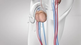 au coeur des organes : le fonctionnement du testicule