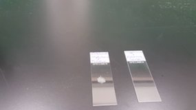 Catalase test