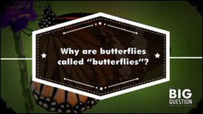 Butterflies and biomimicry
