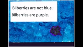 Bilberries are not blue