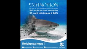 Les requins au cinéma (C&R - 407 - Le Rheu)