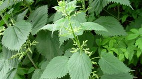 ortie et plantain