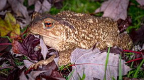 crapaud et cloporte