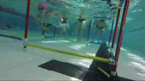 Natation - Les immersions