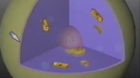 Lysosomes