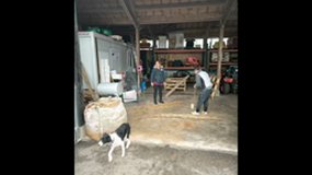 fête du Malardé à Hoedic