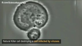 Un lymphocyte T detruit une cellule infectée par des virus