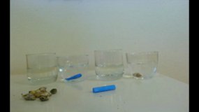 Expérience craie/coquillage + vinaigre