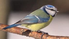 mésange et chenille