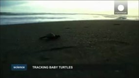 Tracking baby turtles