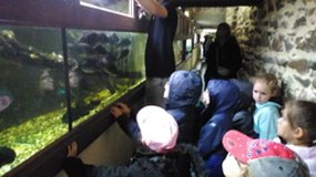 Poissons