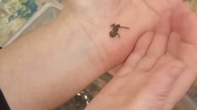 La grenouille 