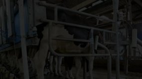 Des robots et des vaches