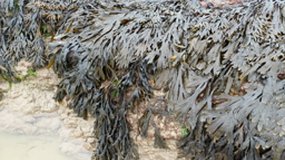 Imagier de la mer trilingue - Français Gallo anglais - Laillé 35 - Cycle 2