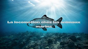 Locomotion Animale