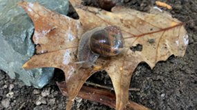 Escargot