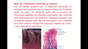 L'absorption intestinale Seance 1