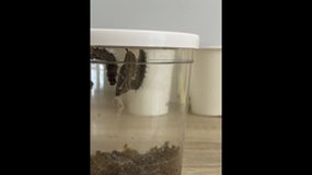Papillons