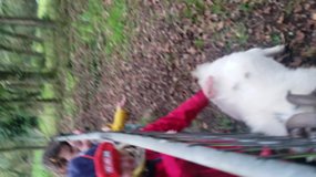 En chemin, un coucou à la chèvre !