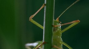 Microcosmos